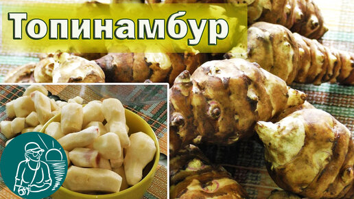 Топинамбур - земляная груша 🥔 Полезные свойства и урожай 🌿 Опыт выращивания Гордеевых