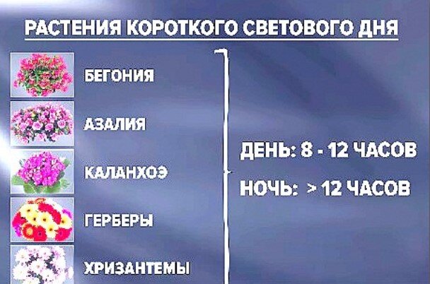 Этим цветам необходим ночной отдых не менее 12 часов