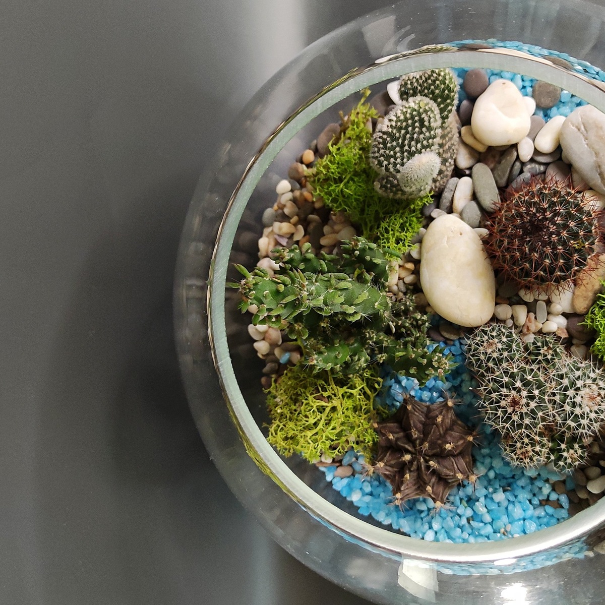 Кактусы - это удивительные растения. Родом все они из Центральной и Южной Америки. Большинство из них в очень суровых условиях: палящее солнце, почти без осадков, иссушающий ветер и бедная питанием почва. Вот так то! 
В процессе эволюции эти растения лишились листьев, а стебли взяли на себя функцию фотосинтеза. Вместо листьев у кактусов колючки, которые настолько разнообразные, что у некоторых кактусов являются настоящим украшением!

Существует множество примет, связанных  с этим растением, вот лишь некоторые из них.

🌸 Если в доме появились цветы на кактусе

✅ Это предзнаменует хозяйке перемены, причем к лучшему.
✅ Одинокая девушка встретит свое будущее счастье.
✅ У замужней появится пополнение в семье. Если цветок светлый, будет дочка, а если темный, ждать мальчика.

🌸 Второй аспект прибавления – финансовое.

✅ Скорее всего, вы получите наследство.
✅ Выгодное предложение либо же повышение по службе, если кактус расцветет в офисе.

‼🌵Когда вам дарят колючую культуру, дайте дарителю монетку, чтобы отношения с ним не испортились.

А теперь про уход 🔽

🌞 Любят яркое освещение. При недостатке света кактусы вытягиваются, теряют декоративность и могут погибнуть от неудачного полива.

💧Полив летом при интенсивном освещении умеренный. Вода при поливе не должна попадать на стебли, иначе это приведет к загниванию. Частота полива зависит от интенсивности света: чем выше интенсивность освещения, тем чаще поливаем. Зимой полив крайне редкий, примерно раз в 3-4 недели.

💦 Опрыскивать растения не нужно.

❄️ В зимнее время рекомендуется снижать температуру до 10-15С.

🍼 Подкармливают минеральными удобрениями для кактусов раз в месяц с марта по ноябрь.

🐛 Иногда поражается мучнистым червецом и щитовкой. После покупки кактусы нужно просмотреть на наличие вредителей и помещать к остальным только в том случае, если растения здоровые.

❗При неправильном поливе страдает от гнилей.
