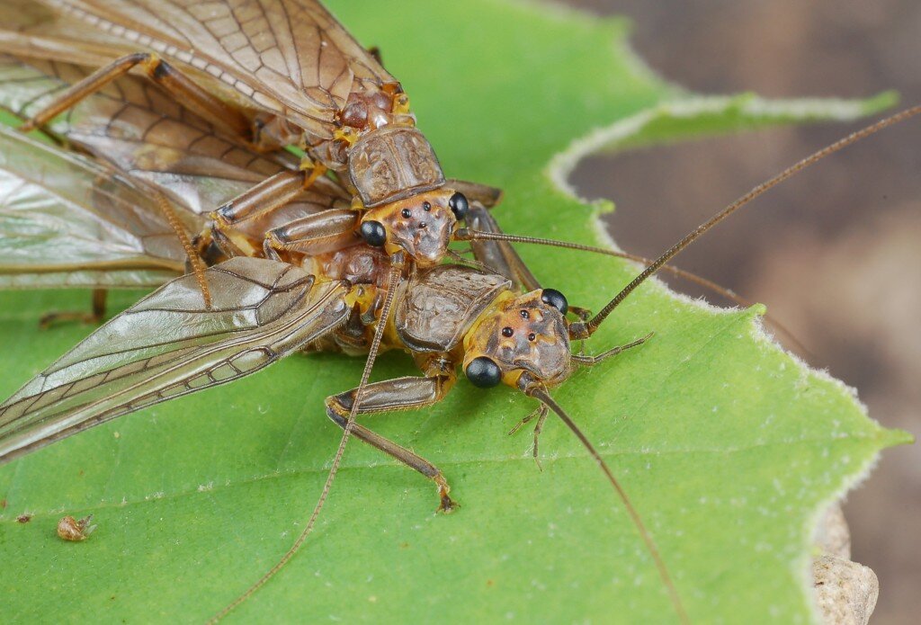 Веснянка. Plecoptera (Stonefly). Отряд веснянки Plecoptera личинка. Поденки и веснянки. Имаго веснянки.