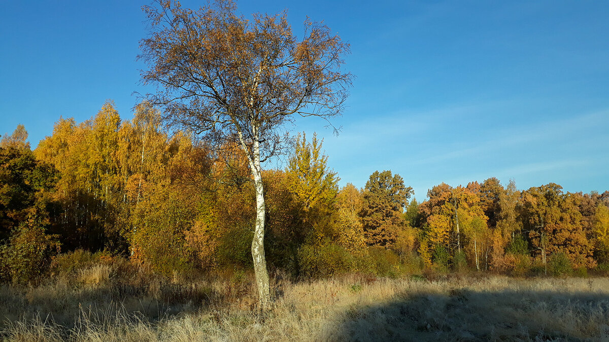 Музыка и звуки.