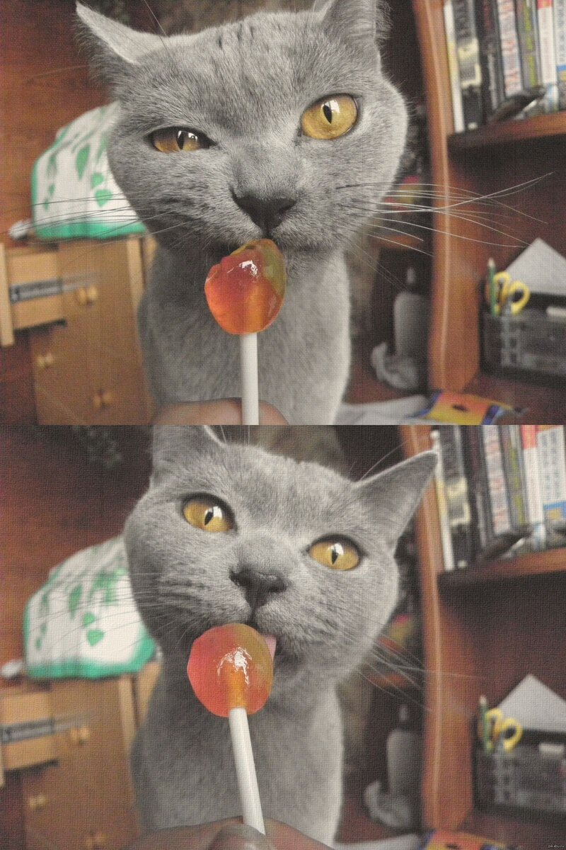 Кошки не чувствуют вкус. Котик с конфеткой. Кот с леденцом. Кот сладкоежка. Котик со сладостями.