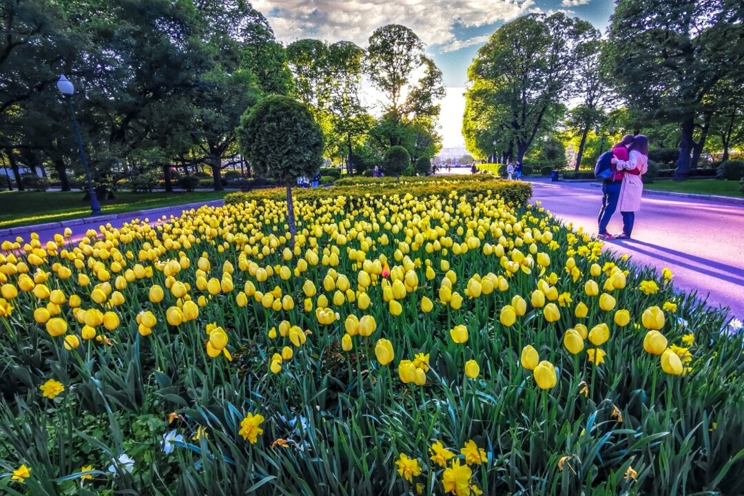 Тюльпаны в Парке Культуры
