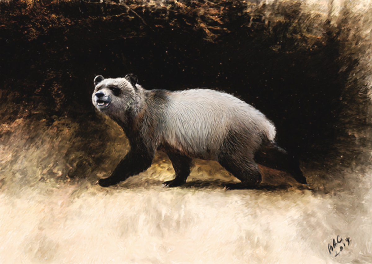 Реконструкция Agriarctos nikolovi из Болгарии. Велизар Симеоновски, Чикаго