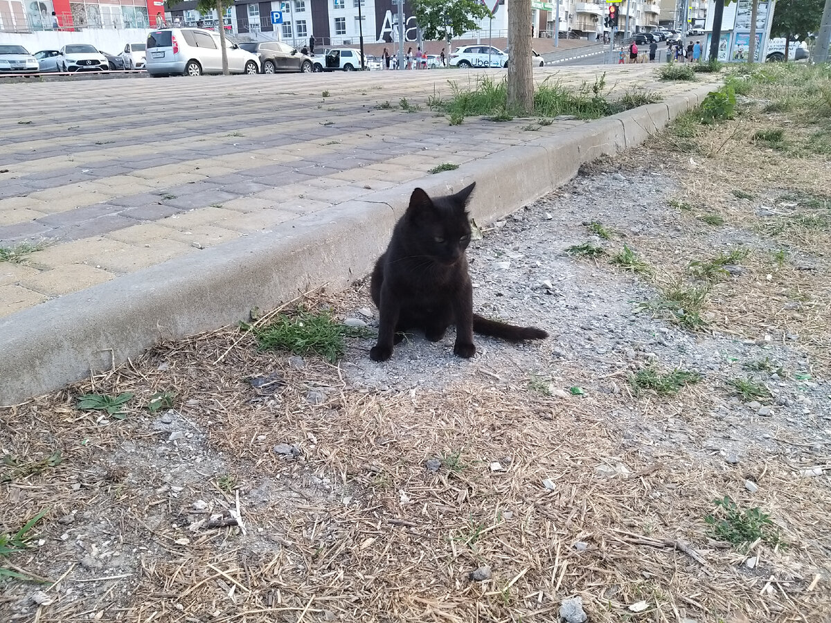 Чёрная кошка, фото автора