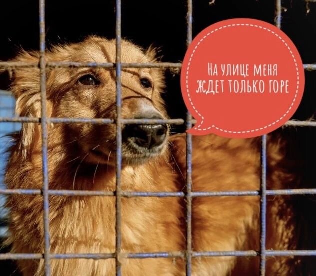 не дадим хвостикам попасть снова на улицу