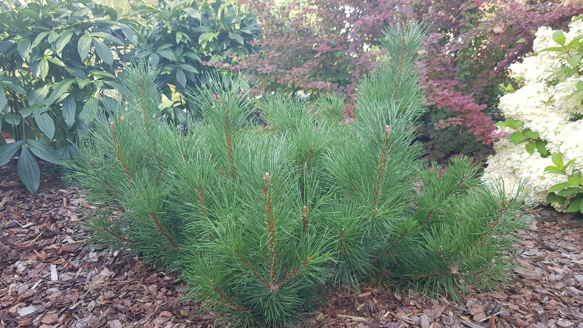 сосна горная Pumilio