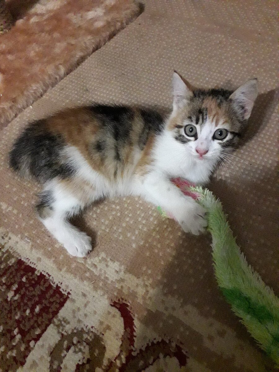 Такую мы её встретили, ещё видны болячки на лапках