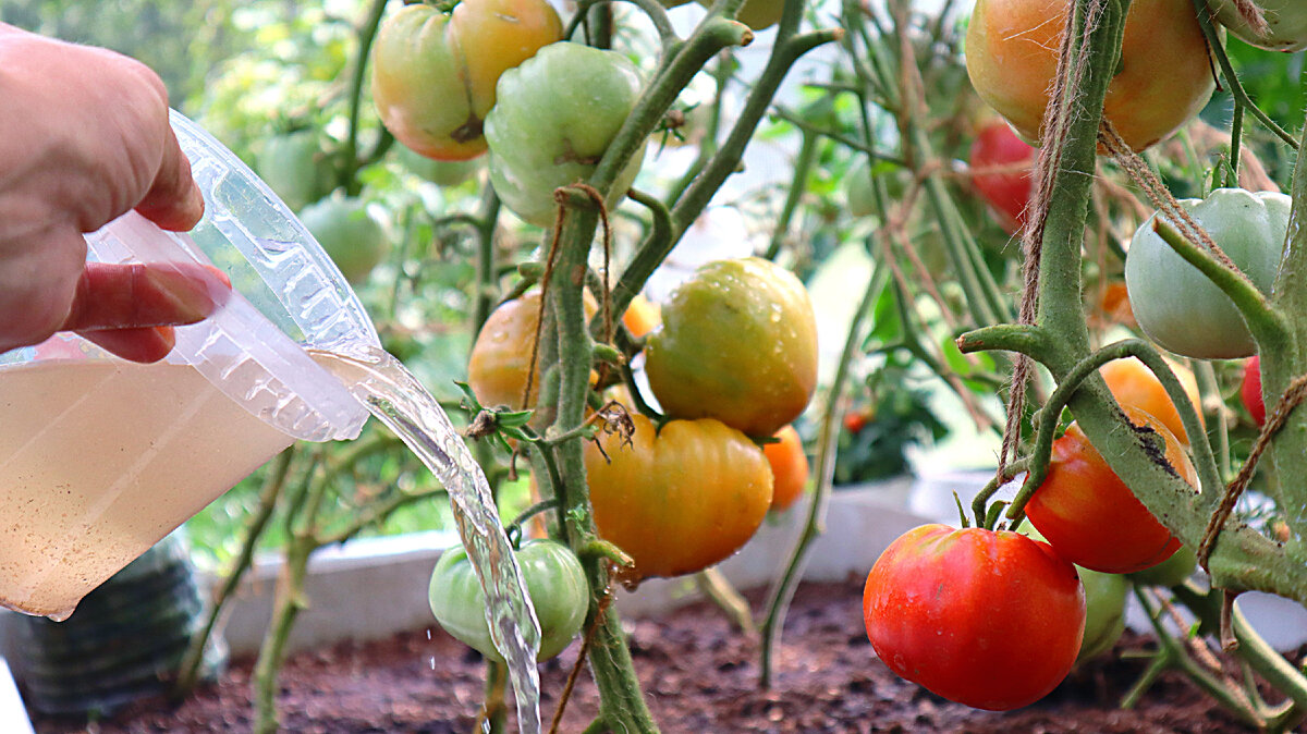2 подкормка томатов. Помидор плодоносит. Помидоры в августе. Сколько дней плодоносят томаты.