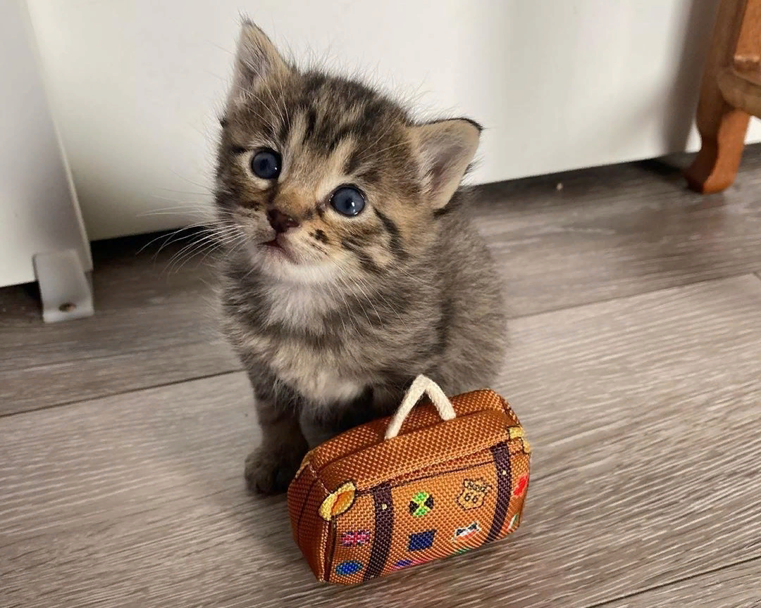 😸«Кошка мой друг, кошка мой враг»: плюсы и минусы кошачьего духа в  квартире. Руководство для начинающих кошководов | Нос, хвост, лапы | Дзен