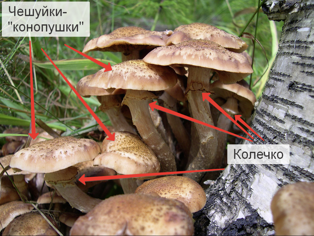 Как отличить съедобные грибы от ядовитых?