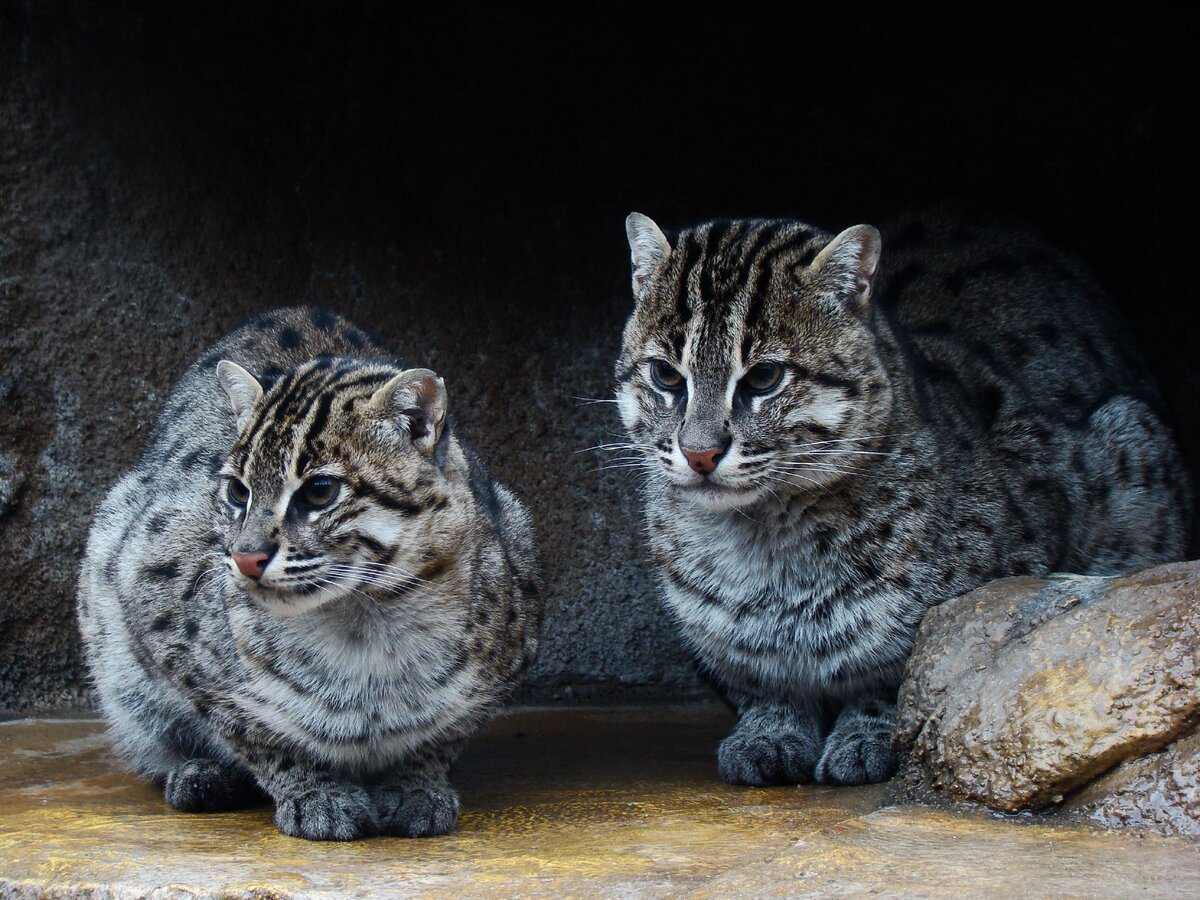 Ириомотский кот (Prionailurus bengalensis iriomotensis) - эта подвид домашней кошки обитает на острове Ириомото (Япония) и имеет черты, напоминающие саблезубых тигров.