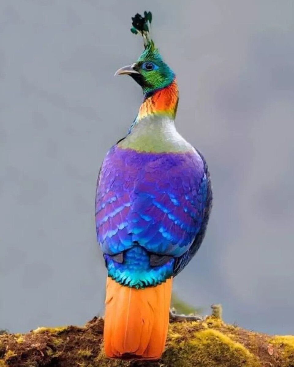 Птица дня - гималайский монал. Самый красивый фазан.