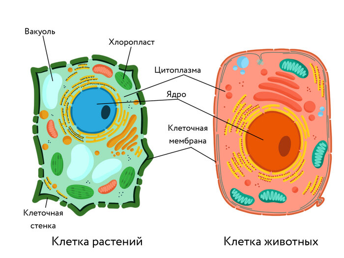 Схема строения клетки