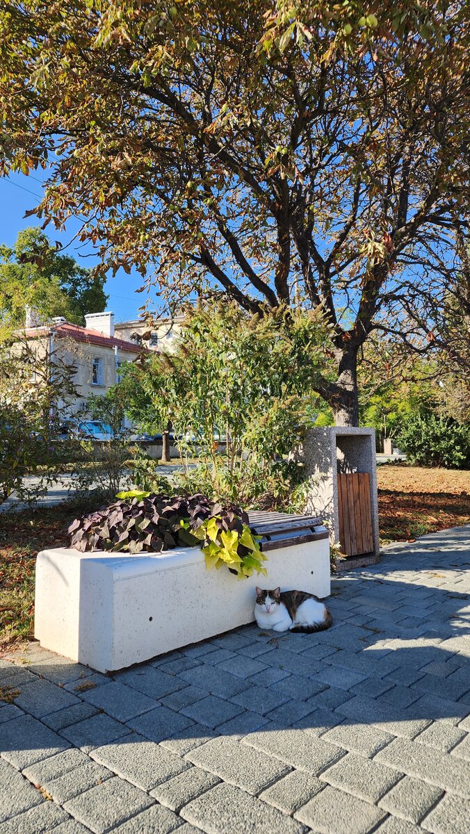 На лавочке заросли, а котик отдыхает 