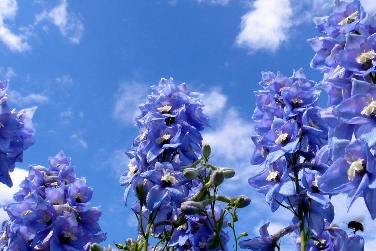     12 самых красивых сортов дельфиниума