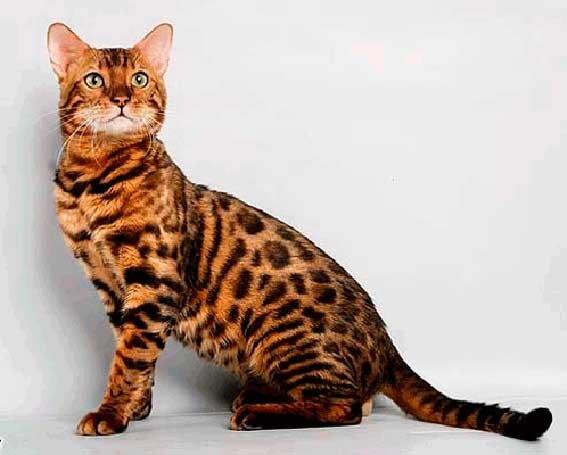 Бенгальская кошка - гибрид домашней и дикой кошек... | Новости о животных |  Дзен