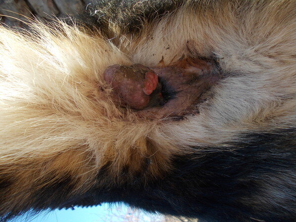 Лечение геморроя у собак в клинике