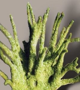 В обиходе можно услышать, что бодяга является растением. На самом деле это не так: бадягу добывают в процессе просушивания кишечнополостной губки, живущей крупными колониями летом в водоемах с исключительно пресной водой. Затем губку измельчают до порошкового состояния. Пудра-порошок состоит из микроорганизмов и обладает не очень приятным запахом, из него непосредственно получают чудодейственные снадобья.