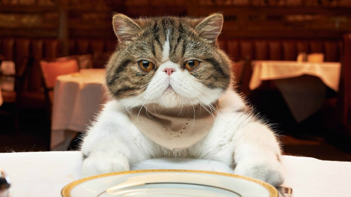 Кот - любитель не только поесть, но поиграть