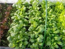 В марте, буквально из-под снега, вышла его первая зелень. Через каждые две недели с ранней весны я снимала урожай. Урожай был почти до самого конца осени. Из зелени этого растения можно варить зеленые щи, борщи, весенние супы. Можно шпинат замораживать и потом в сухом виде, предварительно измельчив, использовать как приправу, полезную добавку. Я делала пюре с добавлением шпината, готовила салаты, добавляла как приправу к мясным блюдам. У меня есть фирменные пирожки, в начинку которых я добавляю шпинат. Также из шпината можно готовить кисели, варенье.