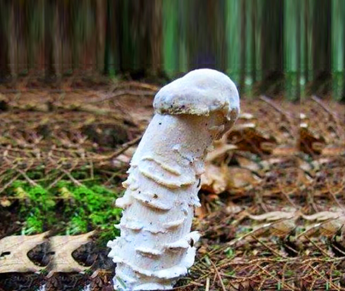 Источник изображения: bing.com