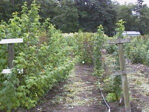 Высаживать ремонтантную малину можно весной и осенью. Эффективнее сажать кусты в осенний период, но если растение досталось весной, не стоит медлить, принимайтесь за посадку без сомнений.