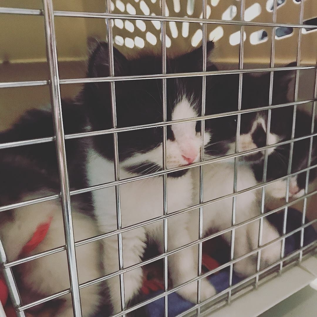 Troy Police Department