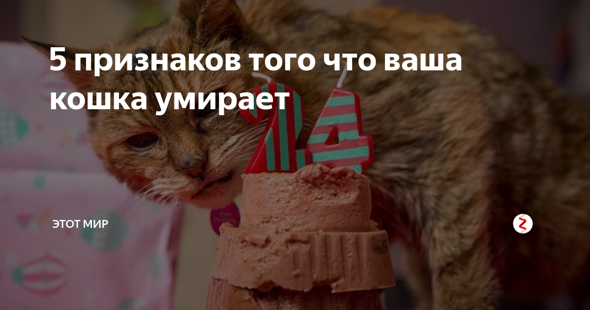 Почему в доме умирают коты