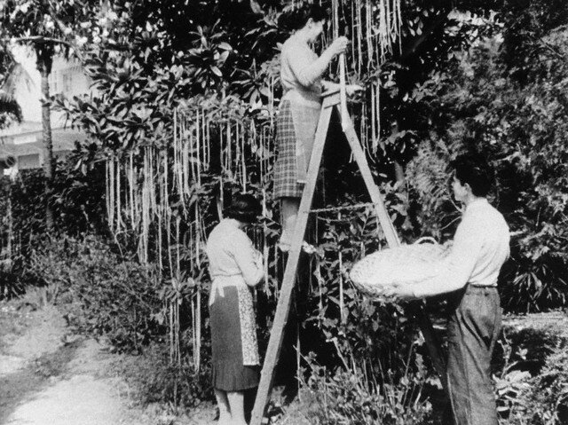 Сбор урожая спагетти в Швейцарии 1957 г.
