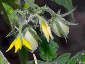 Чаще всего цветение не начинается из-за неподходящих условий содержания растений. Если это случается в открытом грунте, то виноваты погодные условия. В теплице или парнике же условия создаются искусственно. Если вы не будете ее своевременно проветривать или чрезмерно увлажнять воздух, то хорошего урожая ждать не стоит. Прежде всего, помидорам необходимо тепло, эти растения не будут выпускать цветы или плоды в холод.