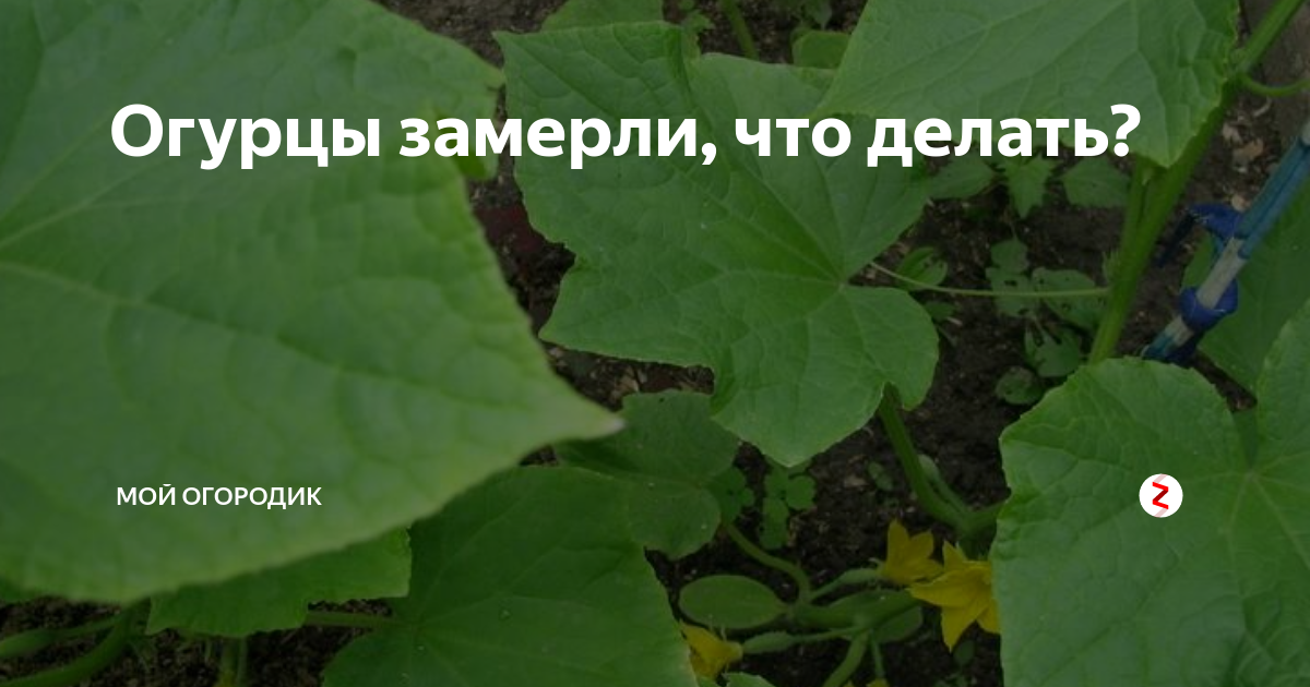Огурцы замерзли. Подсыхает лист у огурца. Замороженные огурцы. Огурец разрезанный. Огородник помни огурцы.