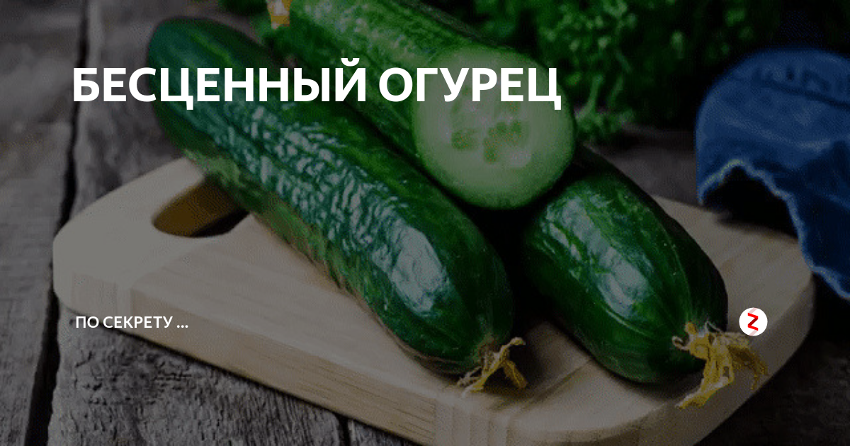 БЕСЦЕННЫЙ ОГУРЕЦ | по секрету ... | Дзен