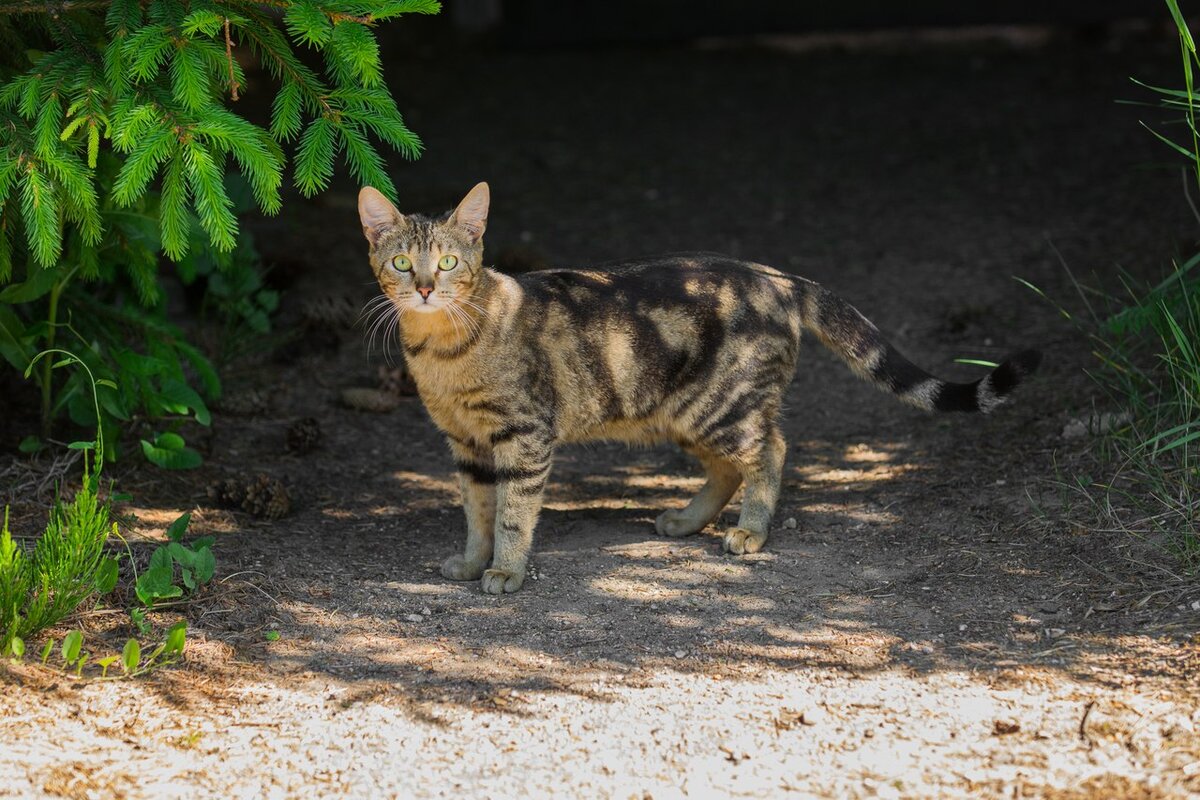 Кошки и коты 8 окрасов. Что значит цвет каждаго? | Фотолюб❤ | Дзен