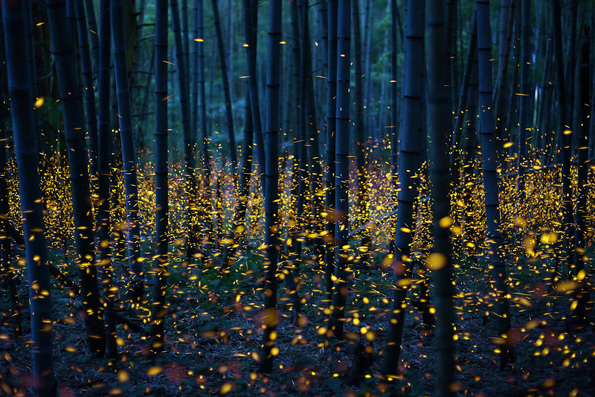 Фото: TASS/Barcroft Images/Kei Nomiyama 