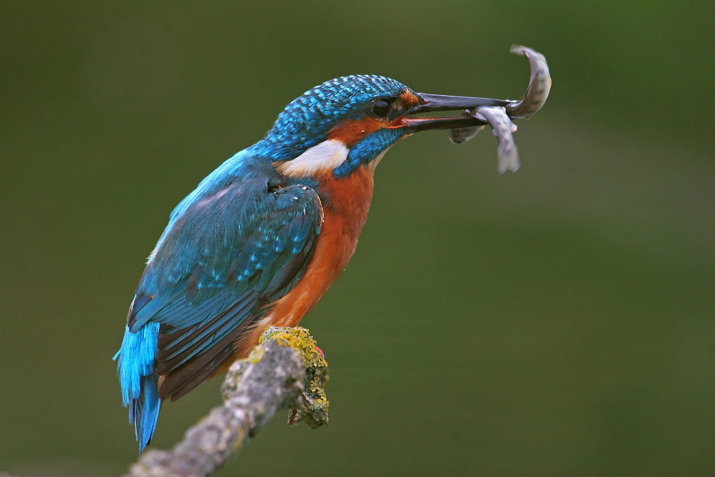 Содержание зимородка 2. Гнездо зимородка. Содержание зимородка 2. Содержание зимородка 2. Фотоальбом про птиц.