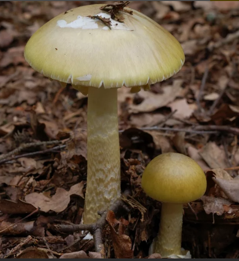 Бледная поганка (лат. Amanita phalloides) - СМЕРТЕЛЬНО ЯДОВИТА