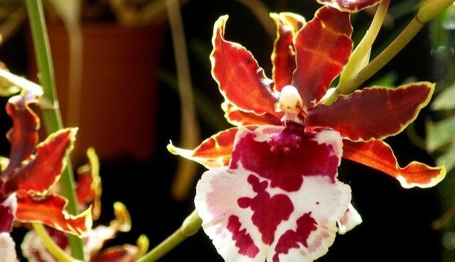 Odontocidium = Odontoglossum х Oncidium