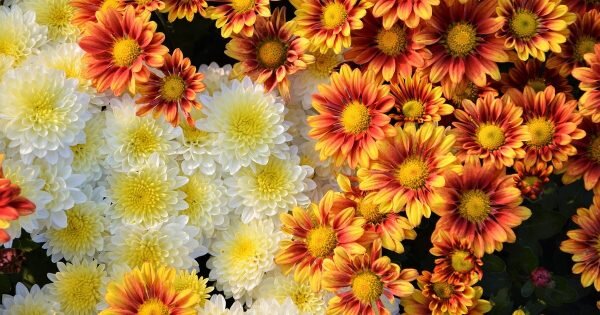 фото: pixabay.com