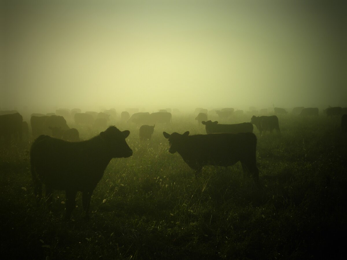 Депрессия и загоны загоны песня. Коровы в поле. Стадо коров в тумане. Корова в тумане. Коровы в далеке.