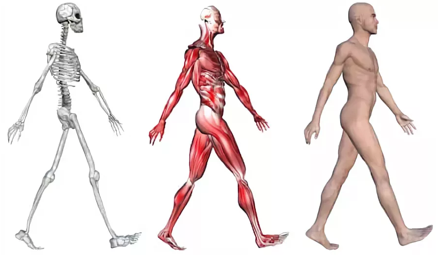 Анатомия человека кости и мышцы в картинках