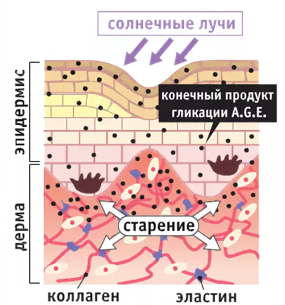 Сахар и кожа