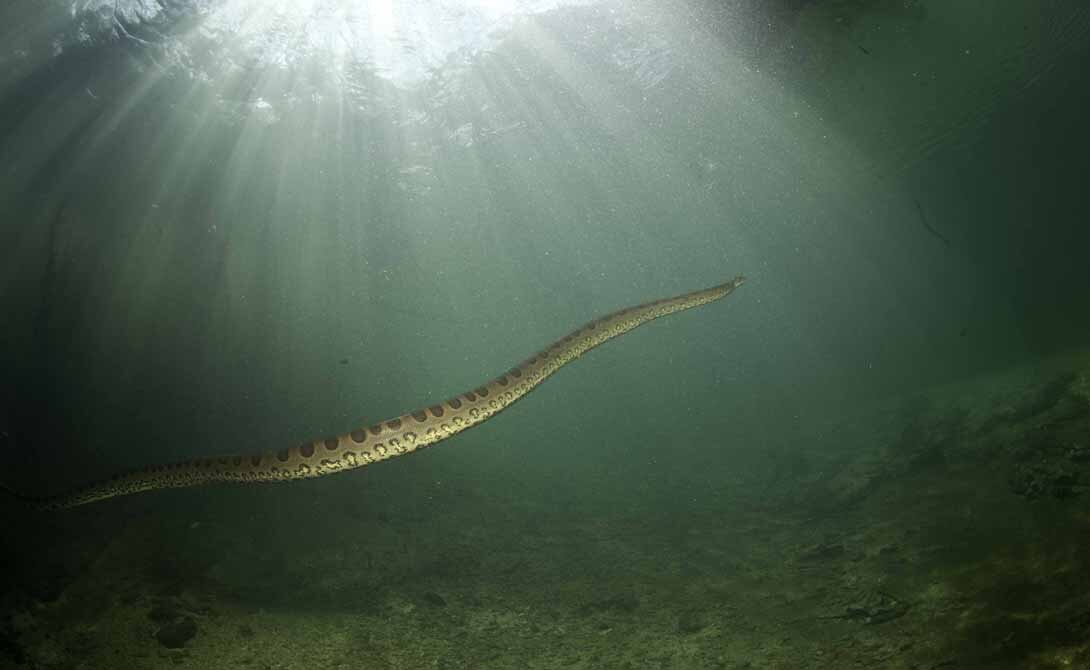 Анаконда плывет под водой