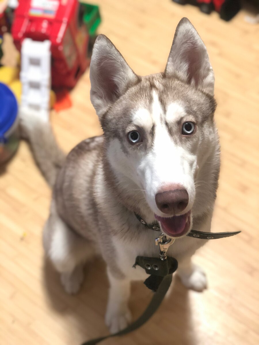 Сибирский хаски