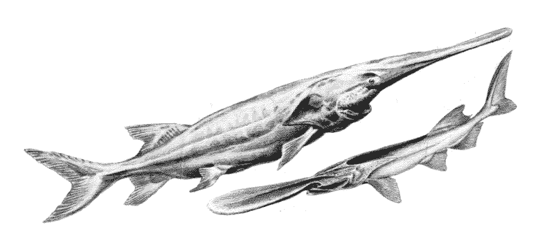 Сверху: Псефур (Psephurus gladius); cнизу: Веслонос (Polyodon spathula). Источник: http://bioword.ru/V/V073_1.htm