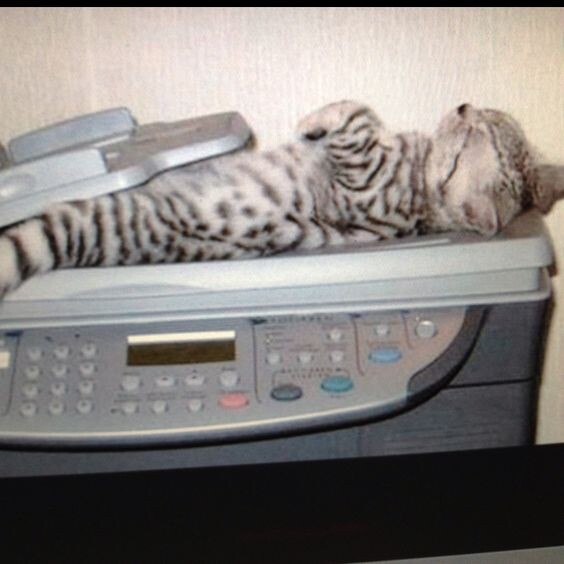 Источник фото : https://www.pinterest.ru/pin/277534395756695849/