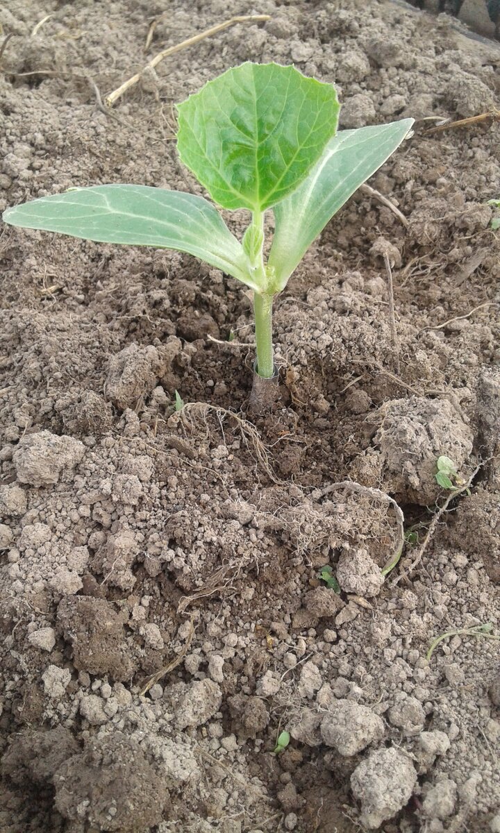 Высаженная рассада