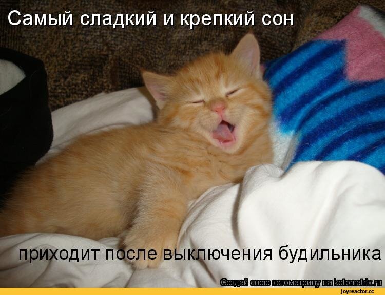 Его можно есть и спать. Котик проснулся. Пора спать!. Пора спать с котом. Коты просыпаются.