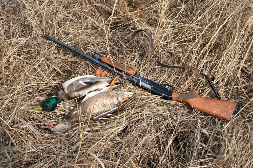 весенняя охота на пернатую дичь. весенняя охота. блюда из мяса диких животных. сайт дичи. боровая дичь куропатка.