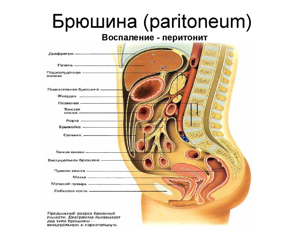 Ход брюшины рисунок